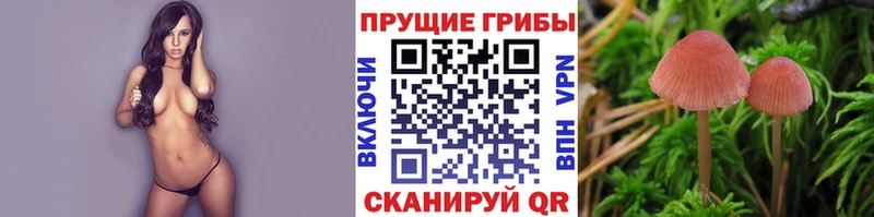 Псилоцибиновые грибы Psilocybine cubensis  Купить  Горячий Ключ 